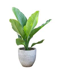 aaaa