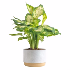 aaaaaplant