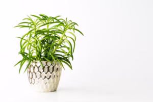 indoor plants