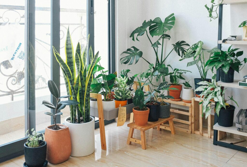 indoor plants arrangement